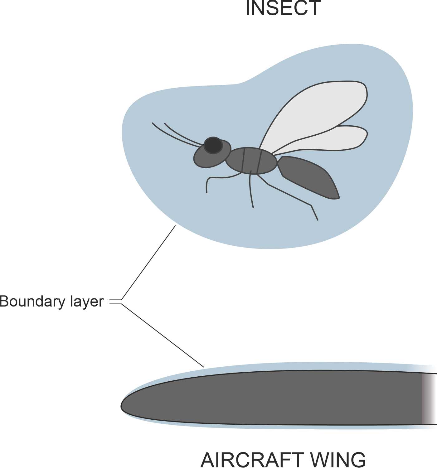 Blinsectplane
