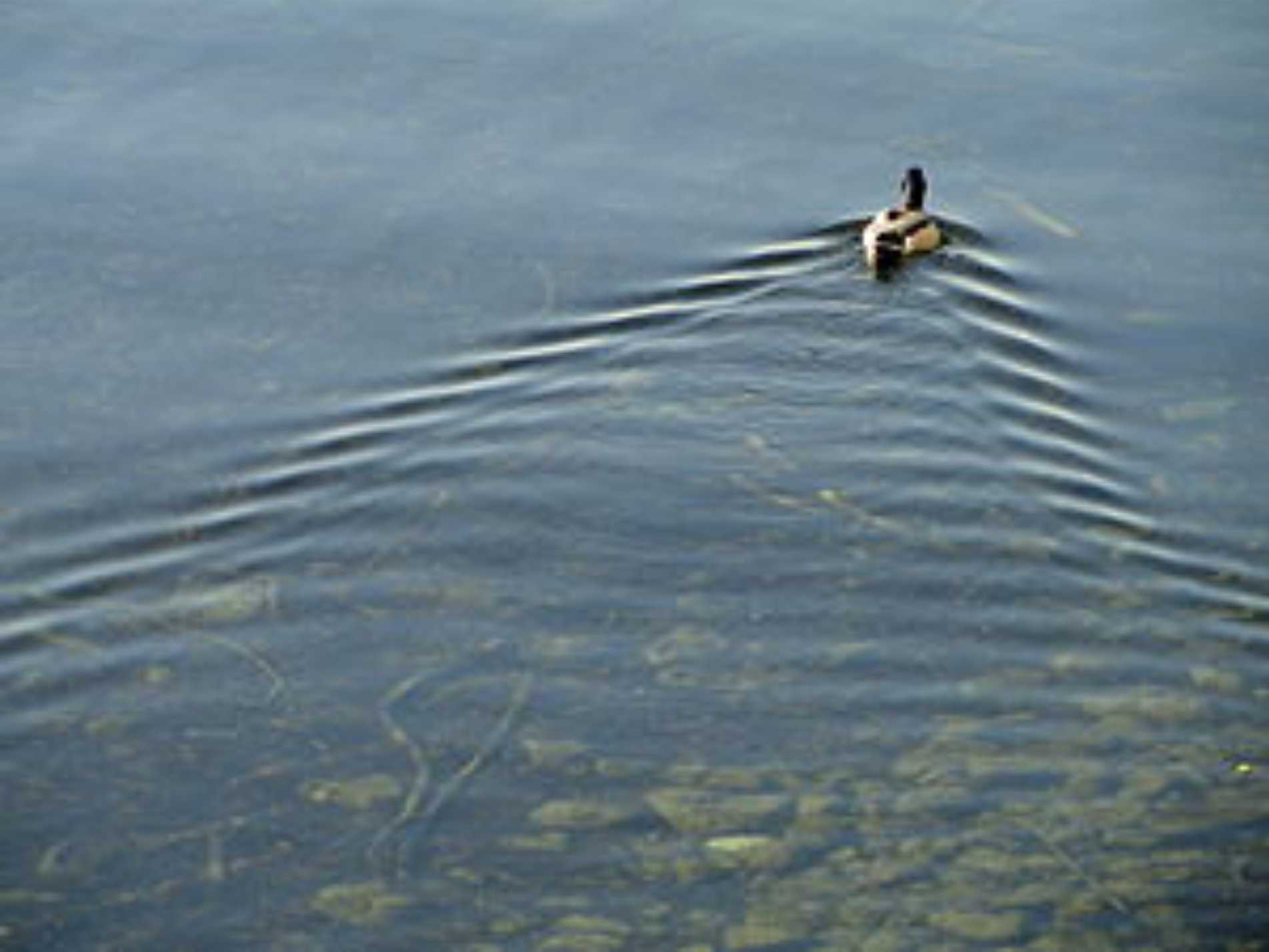 Duck